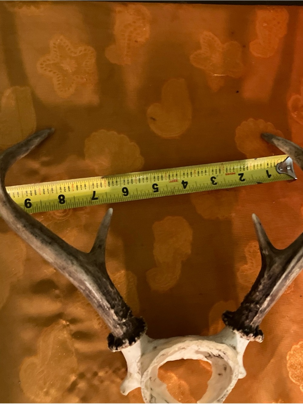 Huge Whitetail Deer Antlers 6 Point Buck-a - Picture 6 of 7